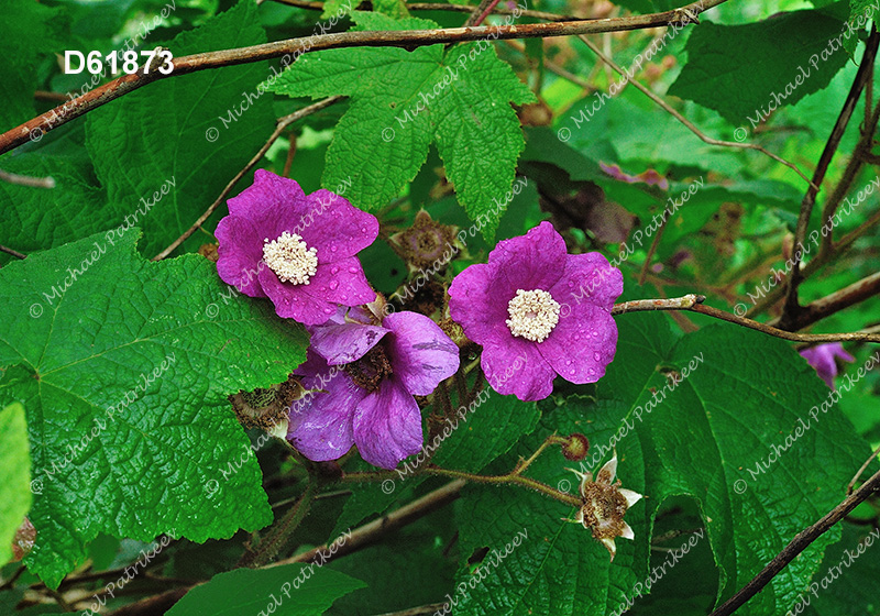 Purple-flowering Raspberry (Rubus odoratus)